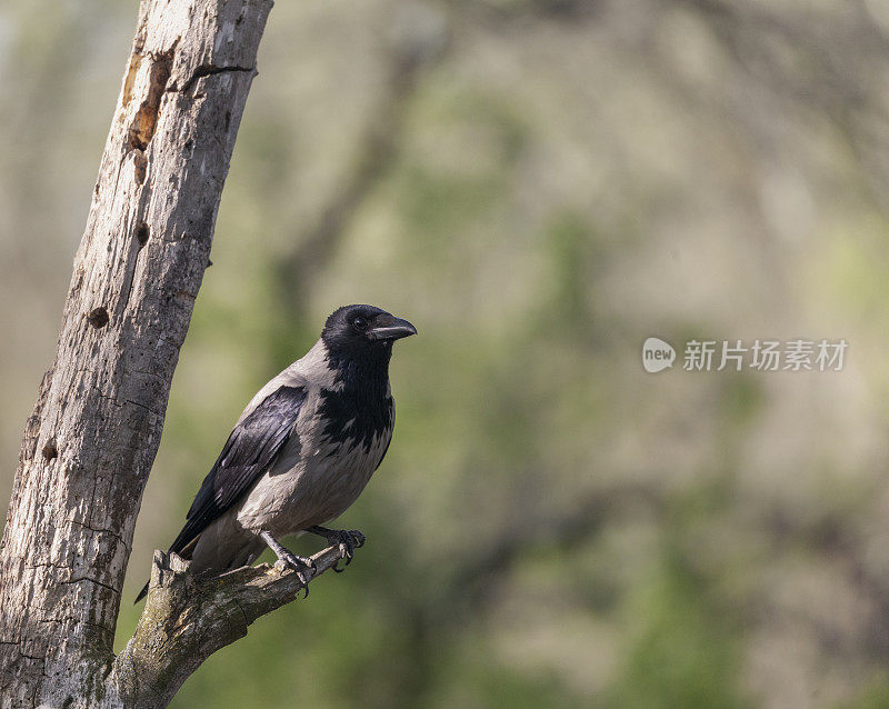 一只野生的戴帽乌鸦，Corvus cornix，又名灰乌鸦，栖息在一根断枝上，对着一个散焦的自然背景